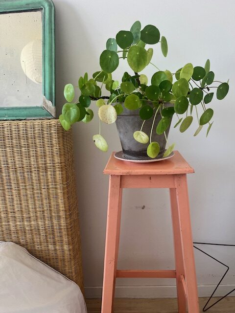 Miss Sellette – Image 2